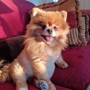 Meet your Posher, Barry